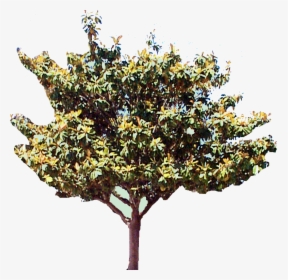 Magnolia Tree Png, Transparent Png, Free Download
