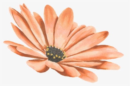Drawing Watercolor Painting Transvaal Daisy - Watercolor Flower Png Daisy, Transparent Png, Free Download