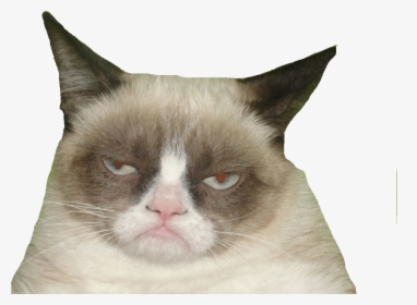 Nicolas Cage Face Transparent - Grumpy Cat Soft Kitty Meme, HD Png Download, Free Download