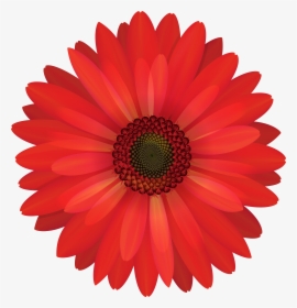 Red Flower Png - Red Daisy Flower Png, Transparent Png, Free Download