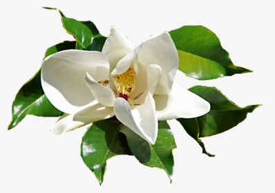 Library Sacred Blossoms Daphne Ⓒ - Gardenia Flower Png, Transparent Png, Free Download