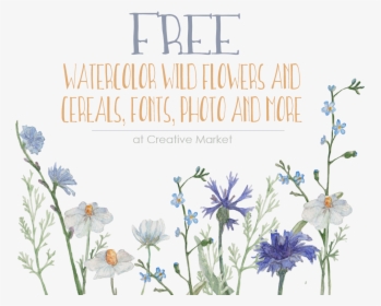 Globe Thistle , Transparent Cartoons - Watercolor Wildflowers Free, HD Png Download, Free Download