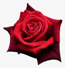 Red Rose, Flowers, One Rose, Beautiful Flower - Rose Rouge Png, Transparent Png, Free Download