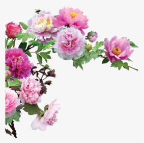 Plant,decorative Corner Png Download - Цветі Пионы Пнг, Transparent Png, Free Download