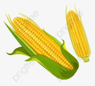 Golden Corn Clipart Food - Corn Clipart Png, Transparent Png, Free Download