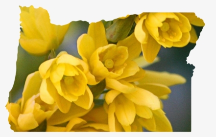Oregon - Chrysanths, HD Png Download, Free Download