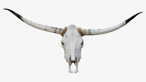 Texas Longhorn English Longhorn Skull - Head Bull Skull Png, Transparent Png, Free Download