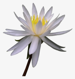 Lily White Flower Watercolor - Watercolor Painting, HD Png Download, Free Download