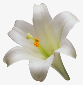 Lilium Candidum Png - Transparent Easter Lily Png, Png Download, Free Download