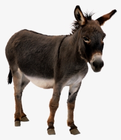 Jack Png Free Image - Donkey Png, Transparent Png, Free Download