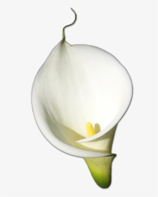 Calla Png Hd - Calla Lily Flower Png, Transparent Png, Free Download
