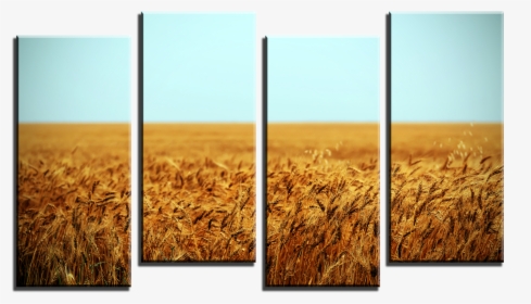 Wheat Field 4 Panel Canvas Print - Field, HD Png Download, Free Download
