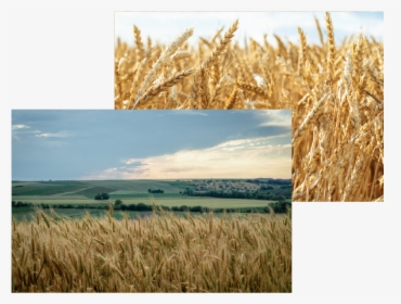 Transparent Wheat Field Png - Field, Png Download, Free Download