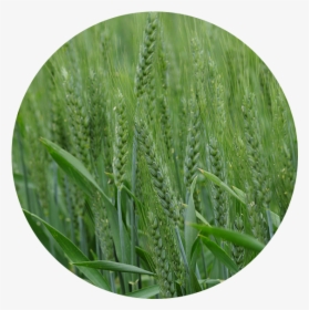 Downloads - Barley Grass Matured Size, HD Png Download, Free Download