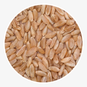 Cwad - Whole Grain, HD Png Download, Free Download
