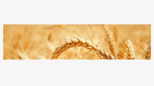 Wheat Banner, HD Png Download, Free Download