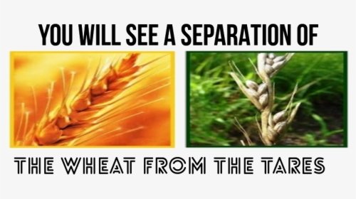 Separation Wheat And Tares Parable, HD Png Download, Free Download