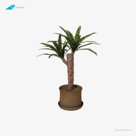 Transparent Yucca Png - Houseplant, Png Download, Free Download
