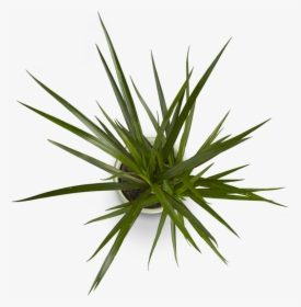 Image Is Not Available - Plant Top View Png, Transparent Png, Free Download