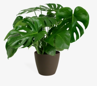 Monstera Plant Transparent, HD Png Download, Free Download
