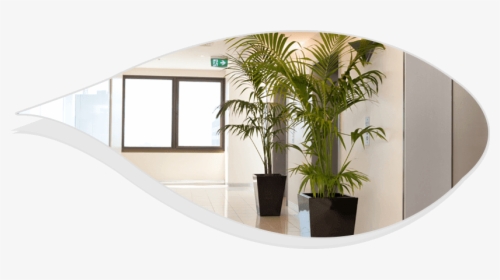 Plant Hire Services - Best Indoor Plants For Office, HD Png Download, Free Download