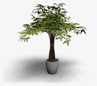 Transparent Indoor Plant Png - Baum Im Topf, Png Download, Free Download
