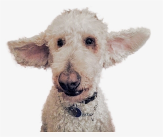 Harambe Png Cutout - Welsh Terrier, Transparent Png, Free Download
