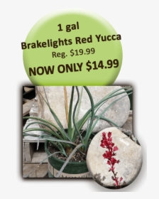 1 Gal Brakelights Red Yucca - Signage, HD Png Download, Free Download