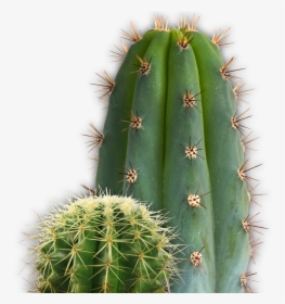 Nopal - Cactus Transparent Png, Png Download, Free Download