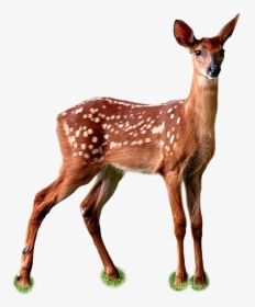 Fawn Png Page - Deer, Transparent Png, Free Download