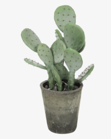 Aesthetic Cactus Png, Transparent Png, Free Download