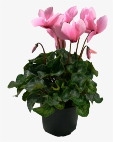 Clip Art Cyclamen Houseplant - Indoor Flowering Plants Nz, HD Png Download, Free Download