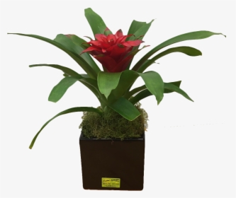 Indoor Plant - Bromelia, HD Png Download, Free Download