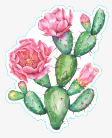 Cactus Clipart Watercolor - Flowering Prickly Pear Cactus Watercolor, HD Png Download, Free Download