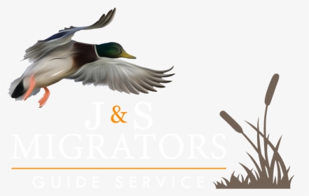 Transparent Duck Hunt Png - Waterfowl Hunting, Png Download, Free Download