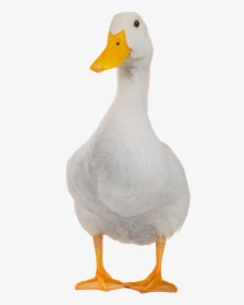Duck With Meme Glasses, HD Png Download, Free Download