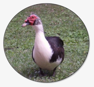 Duck In The Philippines, HD Png Download, Free Download