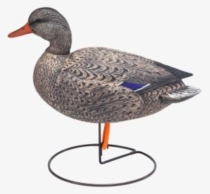 Oversized Field Mallard Active Hen Duck Hunting Decoy - Mallard, HD Png Download, Free Download