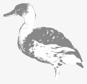 Mallard Drawing Duck Hunting - Mallard, HD Png Download, Free Download