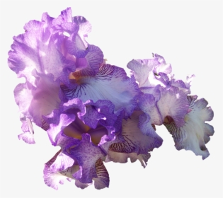 Com Light Purple Ir - Light Purple Flowers Png, Transparent Png, Free Download