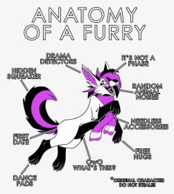 Anatomy Of A Furry, HD Png Download, Free Download