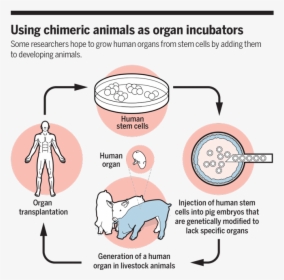 Using Chimeric Animals As Organ Incubators, HD Png Download, Free Download