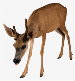Grab And Download Deer Png Image Without Background - Transparent Transparent Background Deer Clipart, Png Download, Free Download