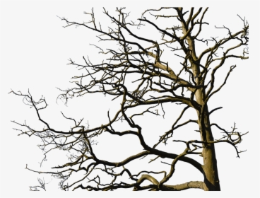 Tree, Aesthetic, Nature, Old Tree, Branches, Log, Bark - Old Tree With Branches, HD Png Download, Free Download