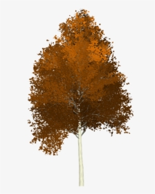 Aspen, Tree, Painted Tree, Nature, Brown - Aspen Tree Clipart Png, Transparent Png, Free Download