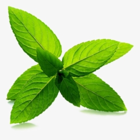 Mint Transparent Image - Green Coffee Leaves Png, Png Download, Free Download