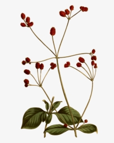 Plant,flora,leaf - Vintage Botanical Illustration Png, Transparent Png, Free Download