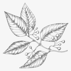 Transparent Sage Png - Plant Drawing, Png Download, Free Download