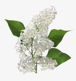 Flower,plant,lilac,lily Of The Valley,flowering Plant,lilac,cut - White Lilac Png, Transparent Png, Free Download