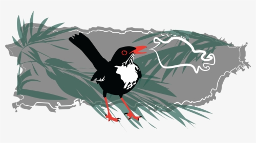 Oystercatcher, HD Png Download, Free Download